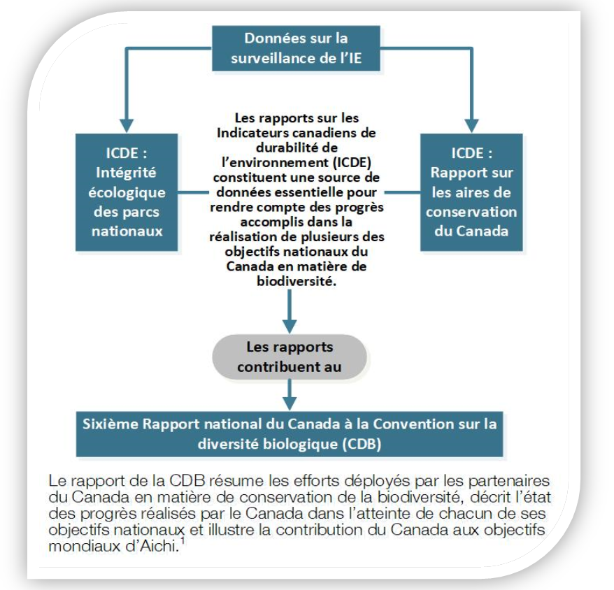 Figure 6 : Les contributions du Programme de surveillance de l'IE aux objectifs nationaux et internationaux