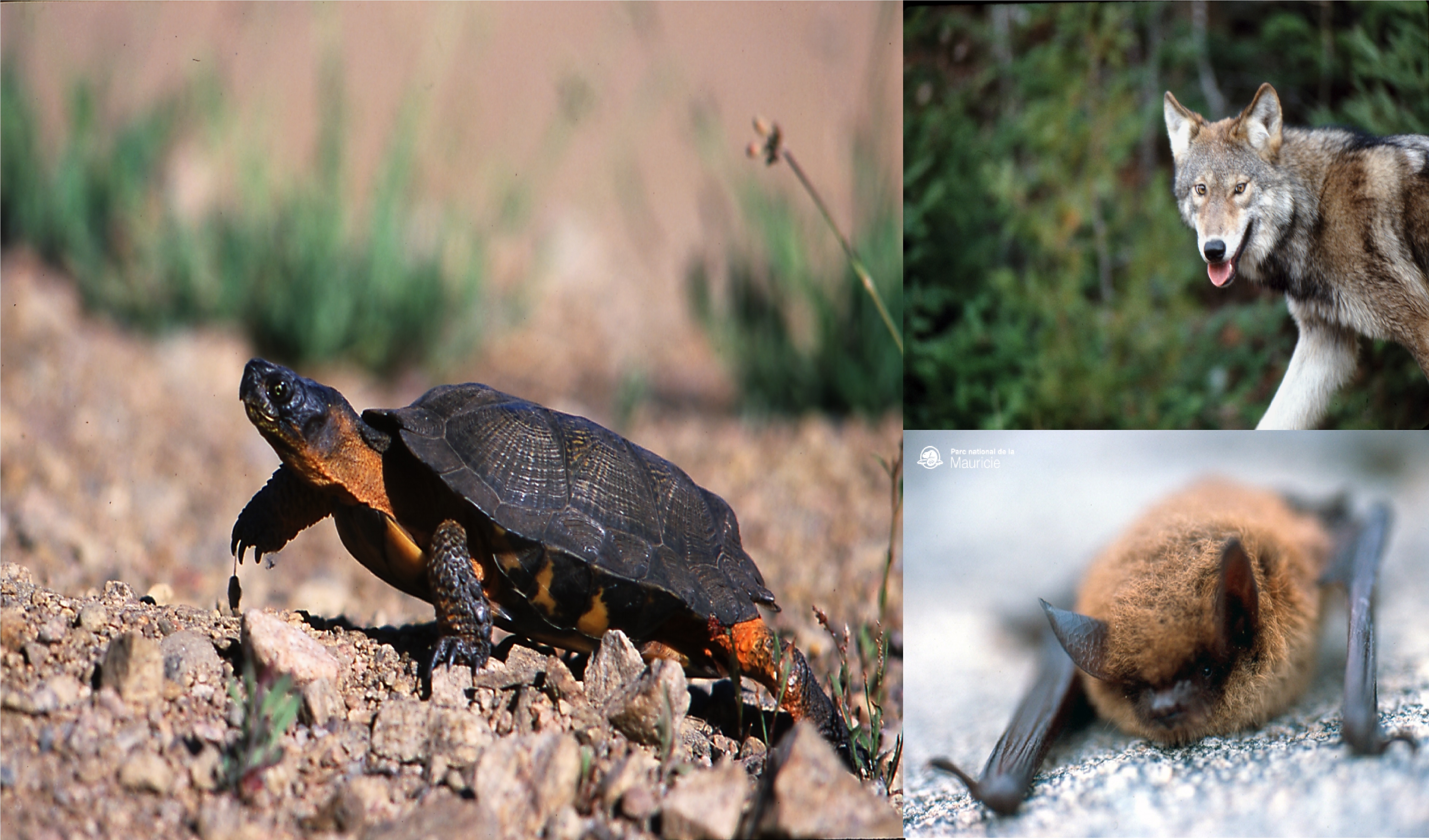 Sur cette photo, on voit un gros plan d’une tortue des bois qui avance dans du gravier. Elle a la carapace, la tête et les pattes brun foncé. Son cou et le haut de sa patte arrière est brun pâle. L’arrière-plan est flou. Sur cette photo, on voit un loup de l’est qui avance vers la gauche, la tête tournée vers la gauche et il nous regarde. Sa fourrure est brune sur les côtés de son corps et sur la tête et il a de la fourrure blanche dans les oreilles, sur son museau et ses pattes. L’arrière-plan est vert et flou. Sur cette photo, un voit un gros plan sur une chauve-souris nordique qui est sur un rocher gris. La chauve-souris nous fait face. Son poil est brun pâle et sa tête et ses ailes sont brunes foncées.