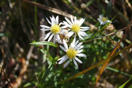 Aster de la Nahanni