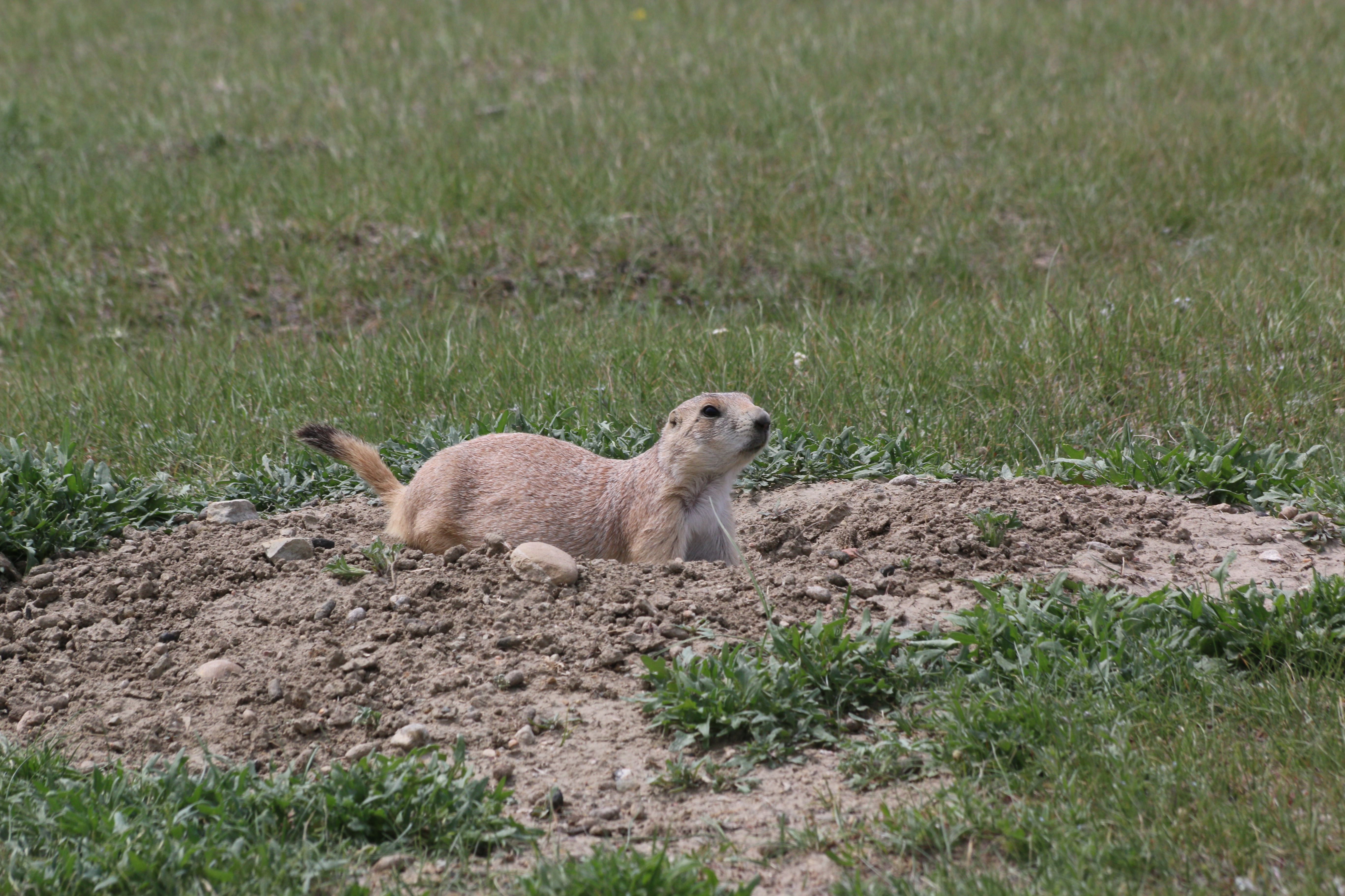 Voici une photographie d’un chien de prairie assis à l’extérieur de son terrier. Le terrier se trouve dans un monticule de terre et de sol fraîchement creusé. Le sol fraîchement creusé est de couleur brun clair et beige et est entouré d’herbe verte. Le chien de prairie est de couleur beige, avec du blanc sous la poitrine et une queue dont l’extrémité est noire. Il se tient sur ses quatre pattes avec la queue dressée.