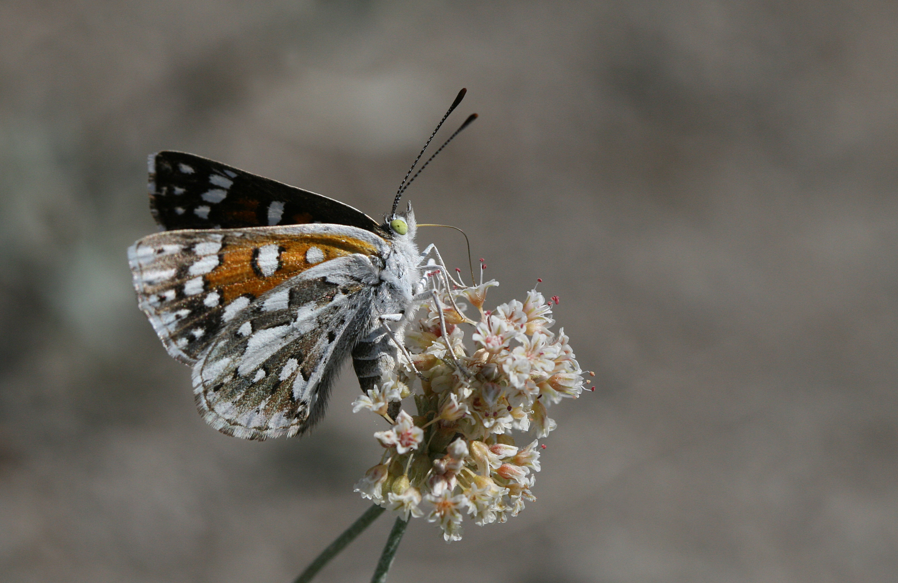 Photo d'un papillon mormon posé sur une fleur d'ériogone pauciflore; on voit le dessous d'une aile. L'aile supérieure est orange rouille avec des taches blanches entourées de noir, l'aile inférieure est grise avec des taches blanches entourées de noir. Le corps est blanc avec des segments abdominaux noirs. Les pattes sont blanches et les yeux, verts. Les antennes, noires, sont aussi longues que le corps.