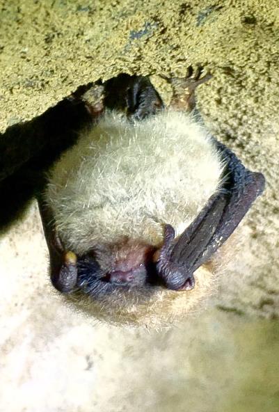 A close-up of a Little Brown Myotis (a bat) hanging upside down from a rock ceiling.