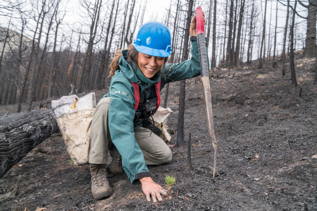This is a photograph of a Parks Canada employee planting a Whitebark Pine seedling in the Verdant Creek burn, Kootenay National Park. The employee is crouching down on the ground, over bare, burnt soil. The background is bare, burnt trees.