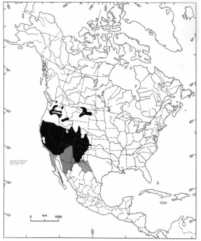 Figure 1. Aire de répartition connue du mormon (Apodemia mormo) en Amérique du Nord (tiré de COSEPAC, 2002, 2014). Les populations habitant les régions grisées sont considérées comme une espèce distincte de l'Apodemia mormo par Opler (1999).
