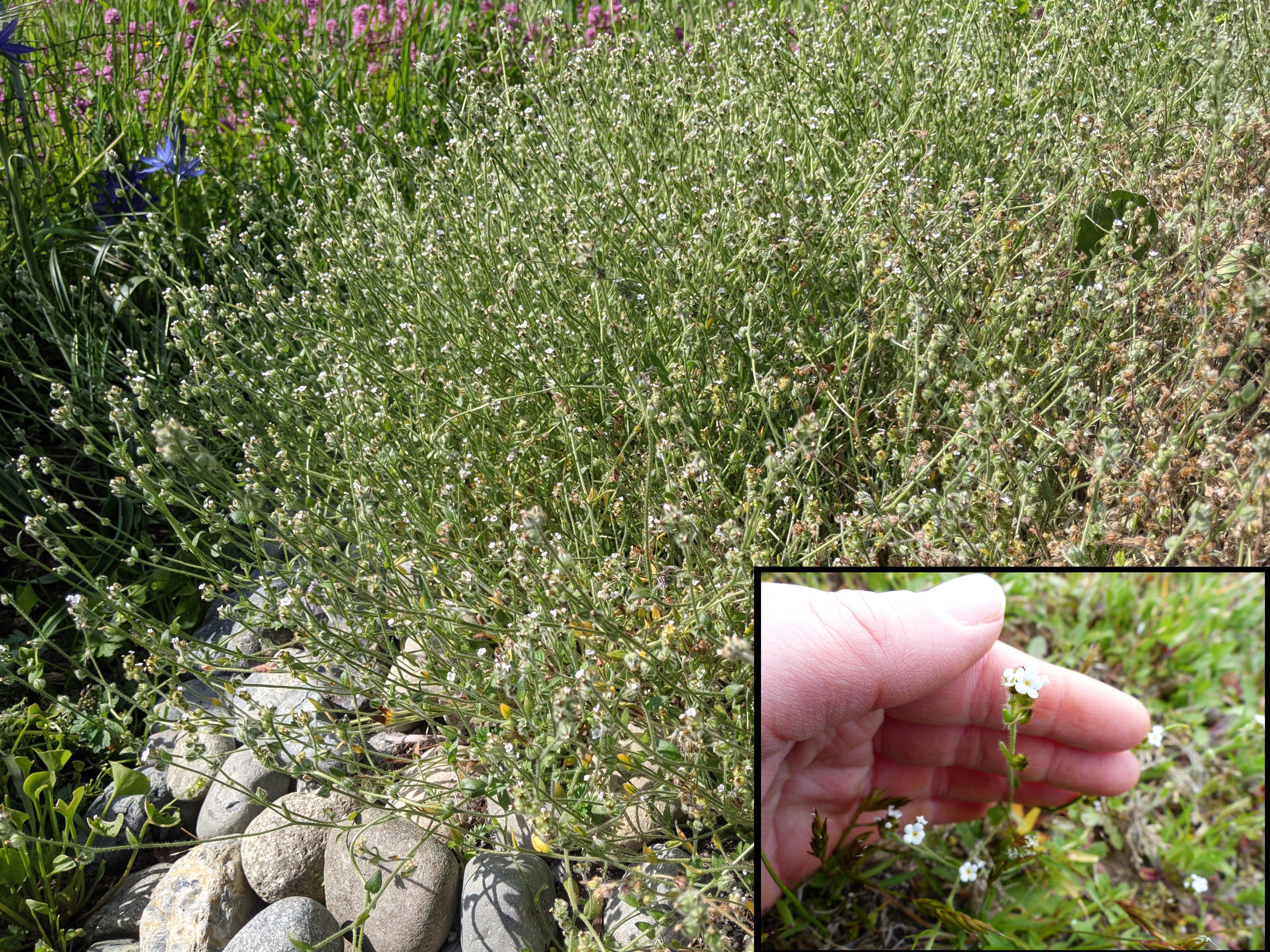 Plagiobothryde Délicate. © Parcs Canada