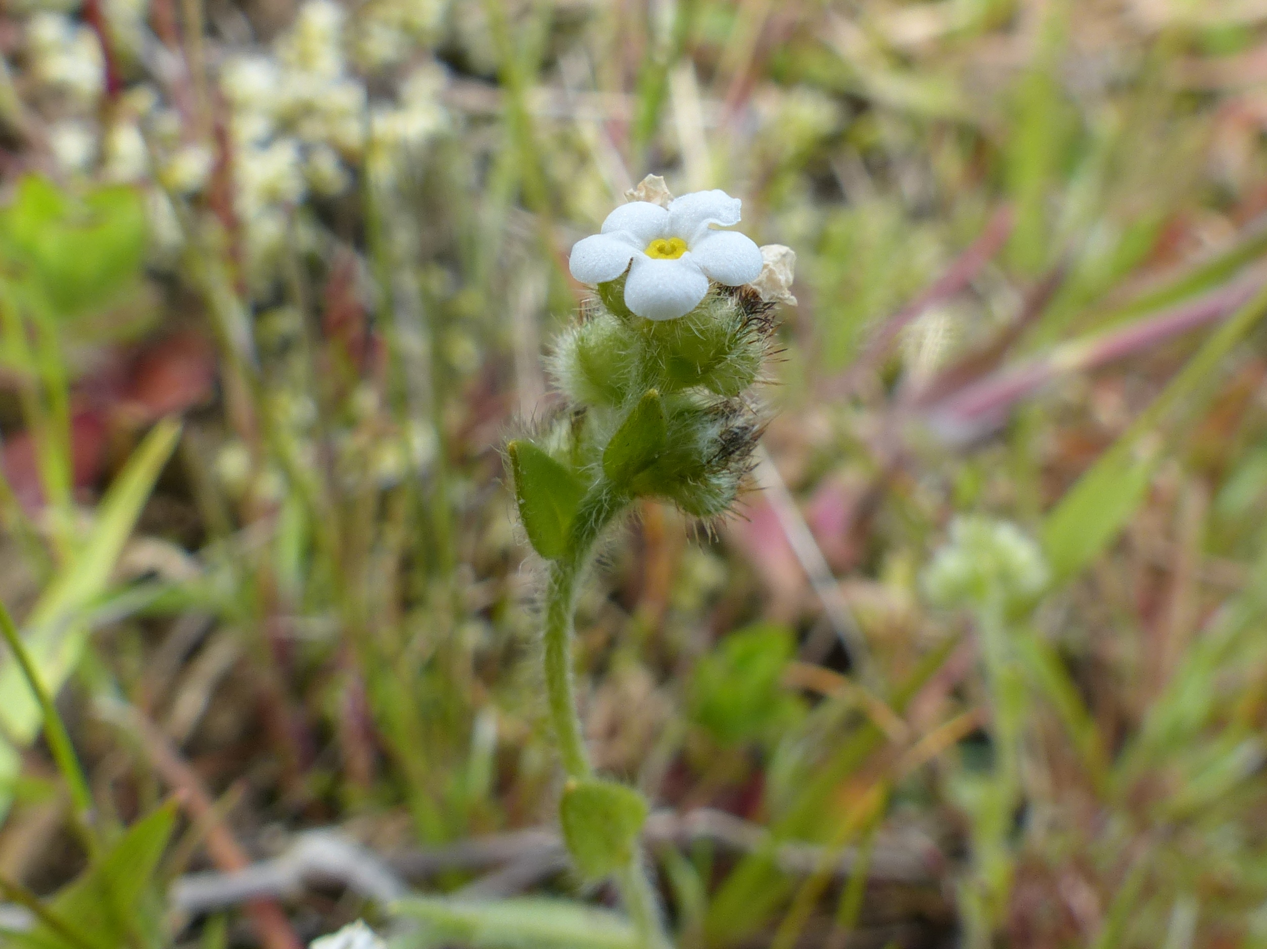 Plagiobothryde Délicate. © Parcs Canada