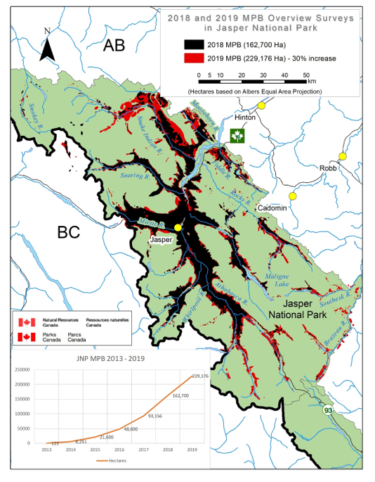 Figure 6. Mountain pine beetle surveys in Jasper National Park (from Brett 2019).