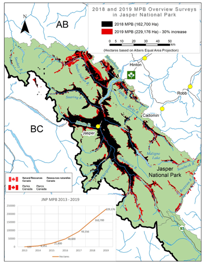 Figure 6. Relevés du dendroctone du pin ponderosa dans le parc national Jasper (Brett, 2019).