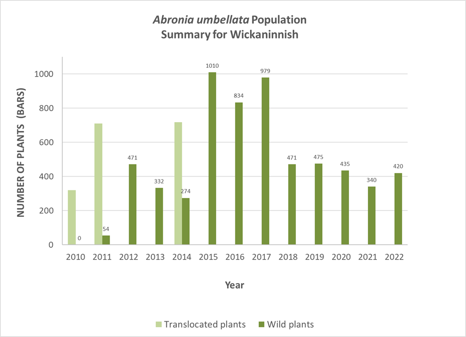 Figure 5. Time series of Abronia umbellata population at Wickaninnish. Shown are the number of greenhouse-grown (translocated) plants (light green bars), and the number of naturally regenerated (wild) plants (dark green bars), since translocation efforts began at this site in 2010. Labels indicating the number of plants for the wild plant bars have been added for clarity.