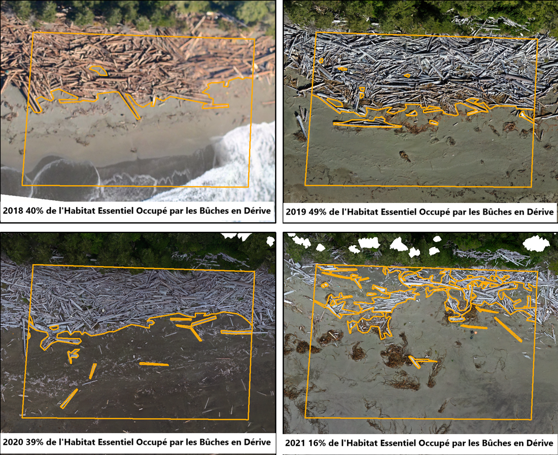 Figure 9 : Image aérienne de l’habitat essentiel de l’abronie rose avec mention de la partie occupée par le bois de grève.