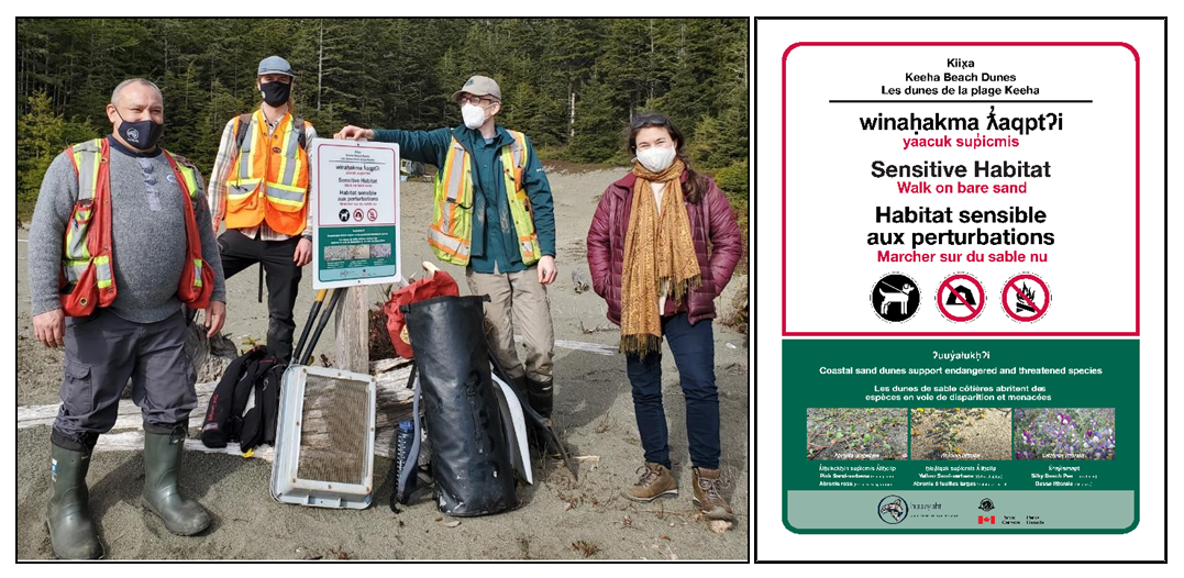 Figure 10 : Le personnel des Premières Nations des Huu-ay-aht et un archéologue de Parcs Canada ont évalué les caractéristiques culturelles du site avant d’installer des panneaux éducatifs et des panneaux de règlementation trilingues sur le site de Kiix̣a (Keeha) où les plantes ont été déplacées, sur les terres des Huu-ay-aht adjacentes à la RPN Pacific Rim.