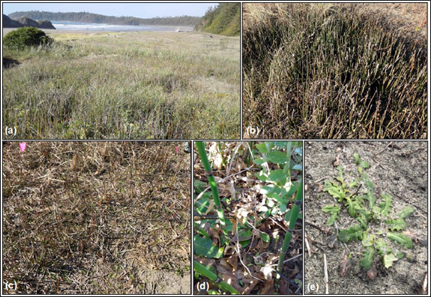 Figure 11 : Photographies de la communauté de prêles d’hiver (Equisetum hyemale) et de porcelles enracinées envahissantes (Hypochaeris radicata) qui s’est établie dans l’habitat restauré à Schooner et qui a exclu l’abronie rose des zones où elle se reproduisait initialement très bien. (a) Une photo de l’automne 2017 montrant une communauté dense de prêles d’hiver, de porcelles enracinées envahissantes et d’ammophiles au premier plan, et la zone sablonneuse et nouvellement restaurée à l’arrière-plan, qui abritait plus de 700 abronies roses. (b), (c) et (d) Talles denses typiques d’une communauté de prêles d’hiver. (e) Des feuilles de porcelle enracinée s’étendent sur la surface du sable et empêchent la germination de l’abronie rose.