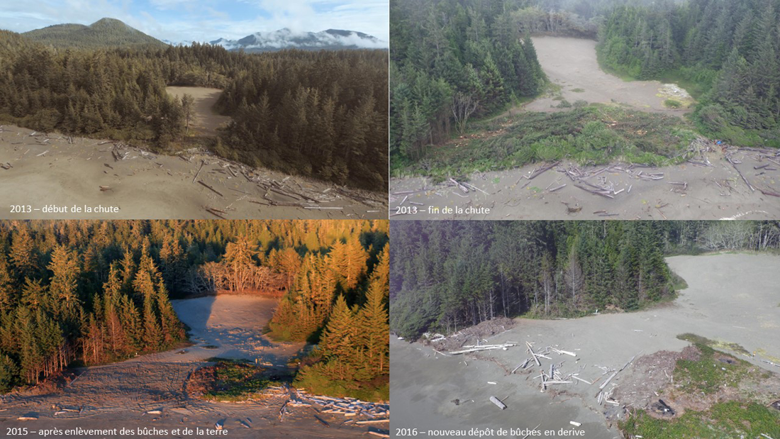 Figure 3 : Photographies documentant la restauration de l’habitat dunaire à Clo-oose.