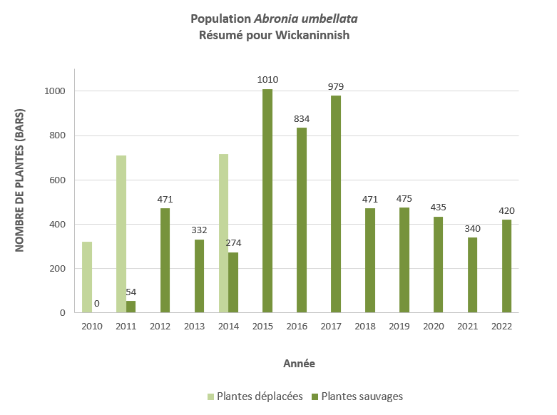 Figure 5 : Série chronologique de la population d’Abronia umbellata à Wickaninnish. Le nombre de plantes cultivées en serre (plantes déplacées – barres vertes claires) et le nombre de plantes qui se sont régénérées naturellement (plantes sauvages – barres vertes foncées) depuis le début des efforts de déplacement sur ce site en 2010 sont indiqués. Des étiquettes indiquant le nombre de plantes associé aux barres de plantes sauvages ont été ajoutées pour plus de clarté.