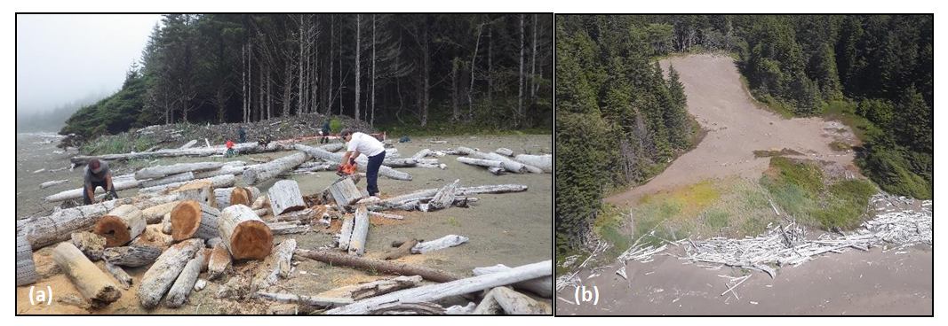 Figure 8. Photographs of (a) Ditidaht First Nation crew removing drift logs from the restored habitat in 2016 and (b) Accumulation of drift logs in front of the restored habitat restricting marine influence in 2019.