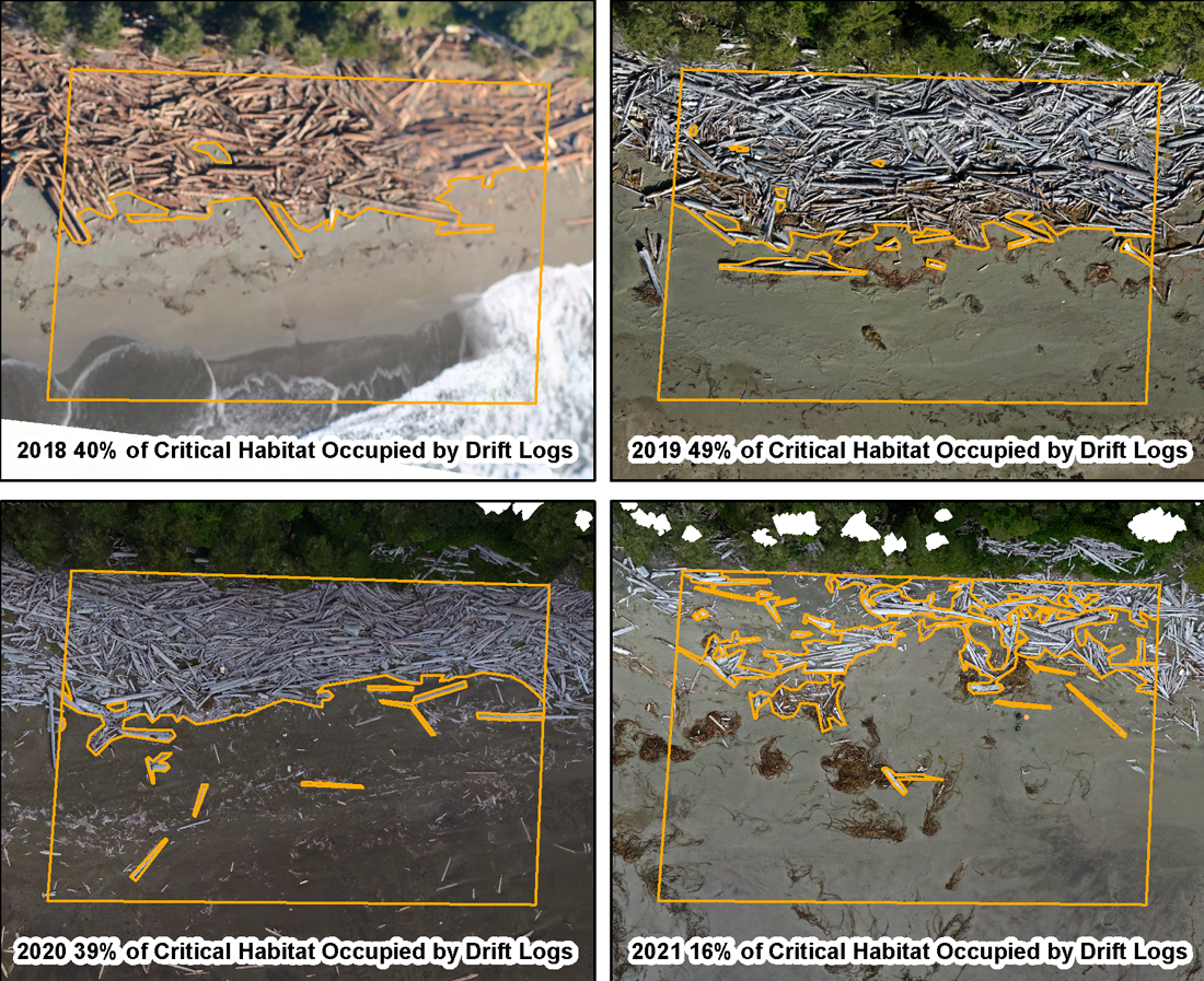 Figure 9. Aerial imagery of the Pink Sand-verbena critical habitat with the portion occupied by drift logs identified.
