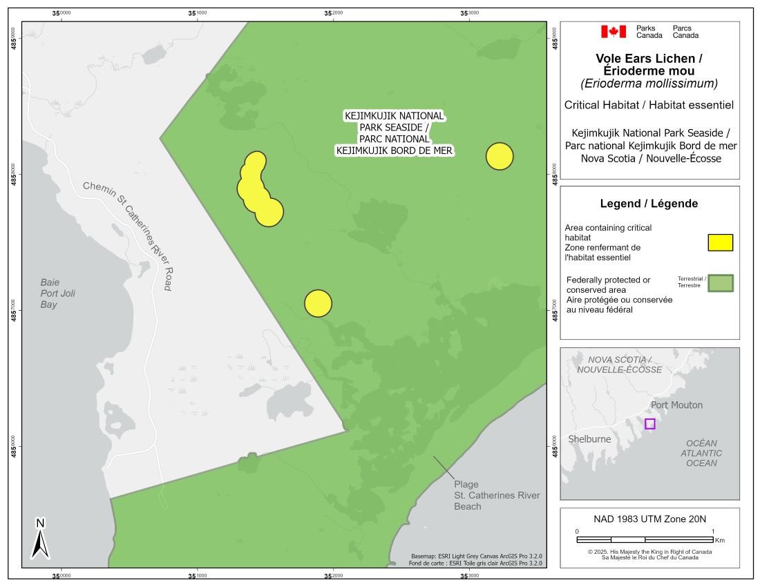 Figure 4 : Figure 4. L’habitat essentiel de l’érioderme mou à Kejimkujik est représenté par des polygones ombrés jaunes, et ces zones sont des lieux où les critères et la méthode décrits à la section 7.1 du programme de rétablissement (Environnement Canada, 2014) sont respectés. Les zones situées à l’extérieur des polygones ombrés ne renferment pas d’habitat essentiel.