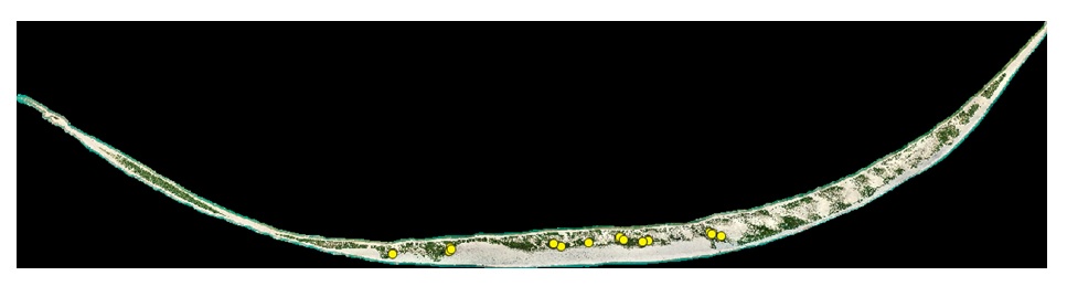 Figure 1. Locations with suitable habitat surveyed for nesting activity.