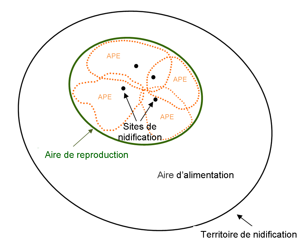 Ce diagramme montre le territoire de nidification de l’espèce représentant   un ensemble hiérarchique d’entités incluant un groupe de nids utilisés par un couple d’oiseaux au fil du temps, l’aire post-envol (APE) entourant chaque nid, l’aire de reproduction qui englobe toutes les APE, ainsi que l’aire d’alimentation, plus vaste.