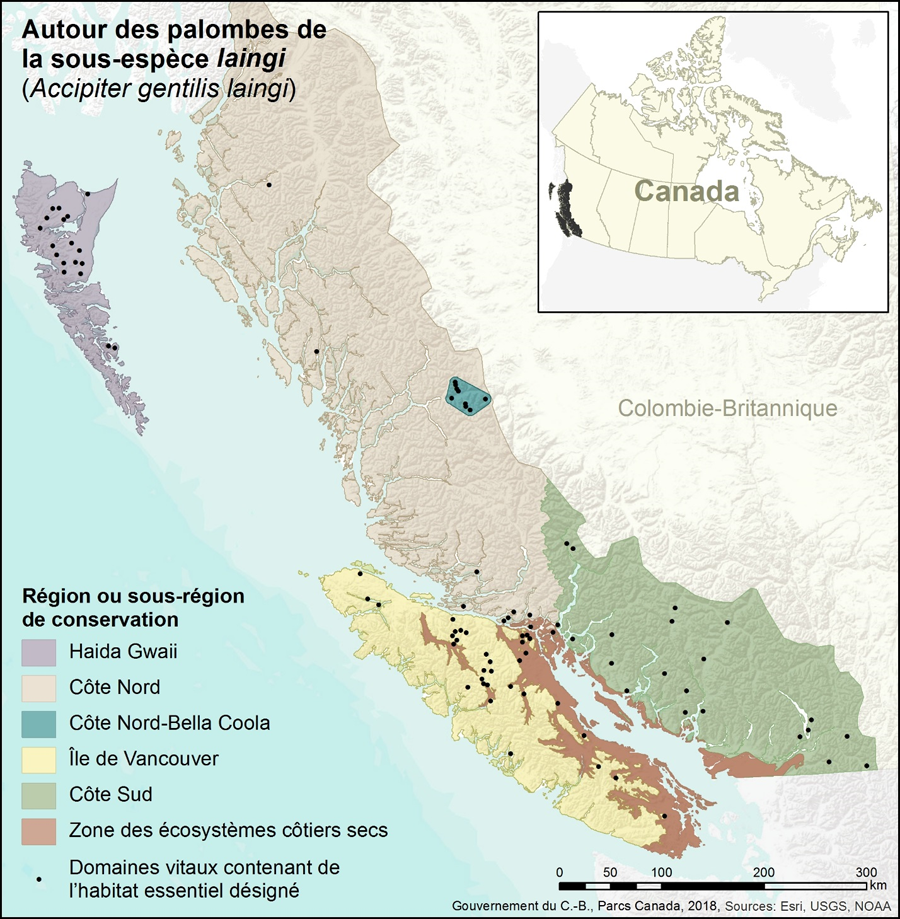 Ce diagramme montre la localisation de l’habitat essentiel de l’Autour des palombes de la sous-espèce laingi dans lesquelles se trouvent des domaines vitaux et où l’habitat essentiel a été désigné sur la côte de la Colombie-Britannique.