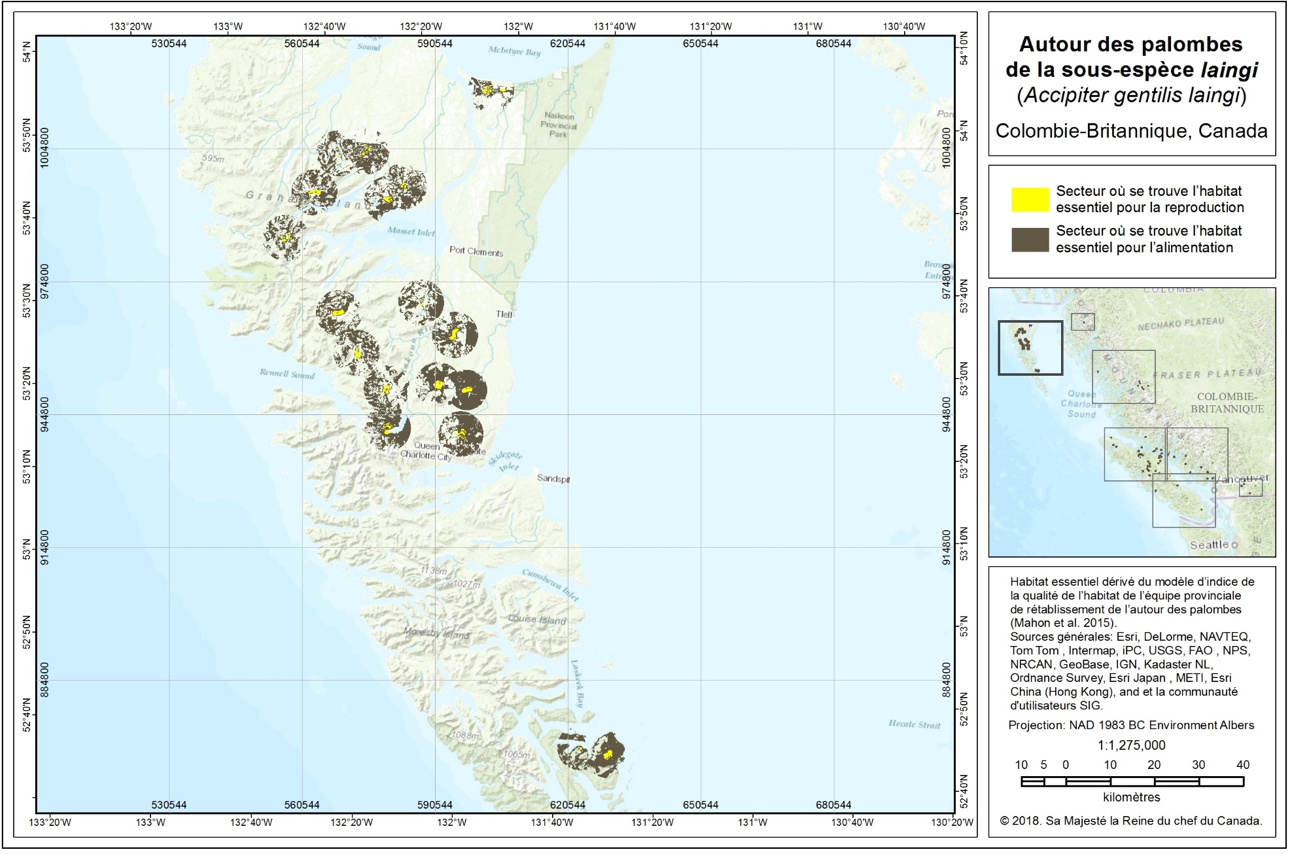 Ce diagramme montre la localisation de l’habitat essentiel de l’Autour des palombes de la sous-espèce laingi dans la région de conservation de Haida Gwaii.