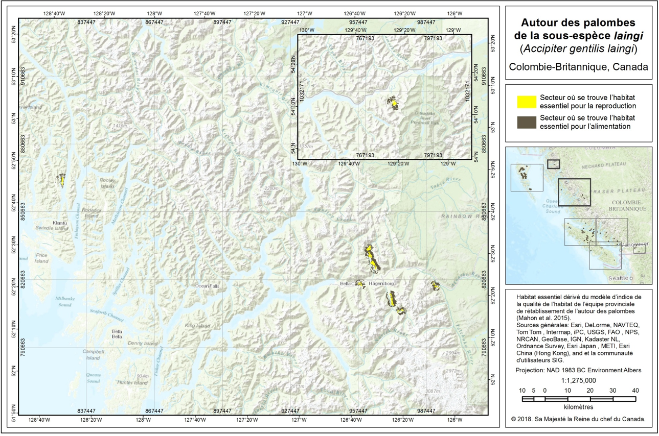 Ce diagramme montre la localisation de l’habitat essentiel de l’Autour des palombes de la sous-espèce laingi dans la région de conservation de la partie nord de la côte Nord et dans la sous-région de Bella Costa sur la côte Nord.