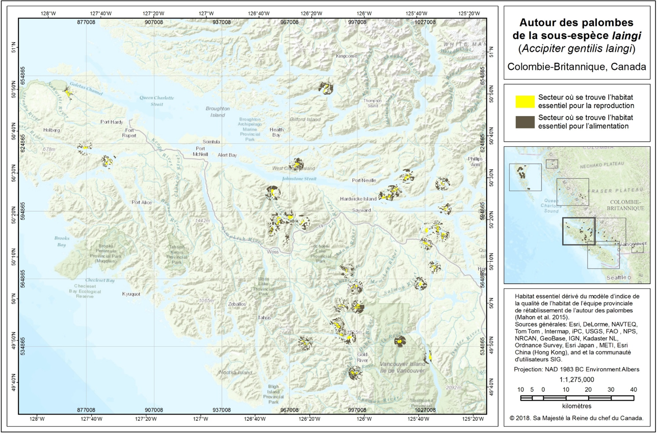 Ce diagramme montre la localisation de l’habitat essentiel de l’Autour des palombes de la sous-espèce laingi dans les régions de conservation de la côte Sud et de l’île de Vancouver et dans la sous-région de la zone des écosystèmes côtiers secs..