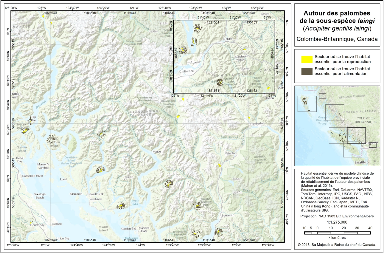 Ce diagramme montre la localisation de l’habitat essentiel de l’Autour des palombes de la sous-espèce laingi dans les régions de conservation de la côte Sud et de l’île de Vancouver, et dans la sous-région de la zone des écosystèmes côtiers secs.