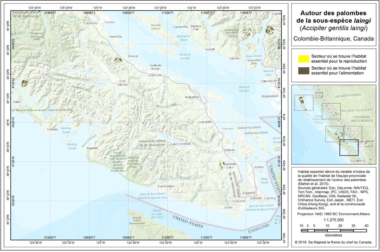 Ce diagramme montre la localisation de l’habitat essentiel de l’Autour des palombes de la sous-espèce laingi dans les régions de conservation de la partie sud l’île de Vancouver et de la côte Sud et dans la sous-région de la zone des écosystèmes côtiers secs.
