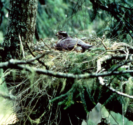 This photograph of an adult female Northern Goshawk on Vancouver Island, British Columbia.