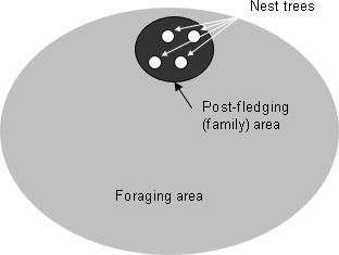 Figure 2. Graphical representation of the hierarchical components within home ranges of Northern Goshawks (revised from Reynolds <em lang=