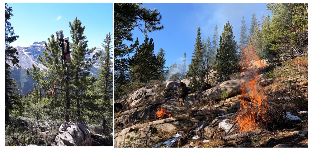 Figure 1. Whitebark Pine cone caging (left) and burning of thinned tree debris during habitat restoration at Paget Lookout (right) in Yoho National Park. (Photo credits: Parks Canada).