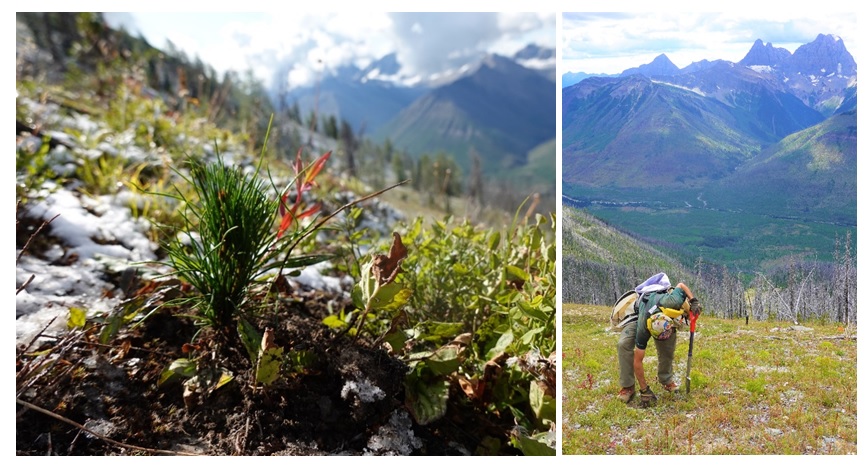 Figure 1. Planting Whitebark Pine in Kootenay National Park in 2022 (Photo credits: Parks Canada).