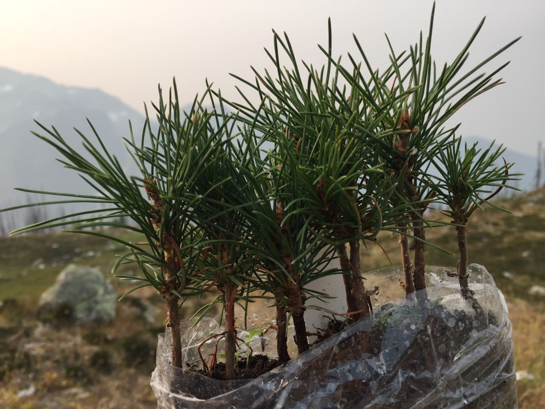 Figure 2. Whitebark Pine seedlings about to be planted in Mount Revelstoke National Park. Photo credit: Natalie Stafl/Parks Canada.